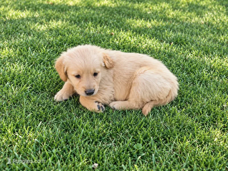 Lloyd  – Golden Retriever puppy for sale in Thorp, WI