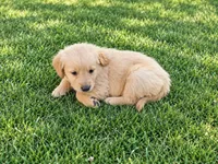 Lloyd , a male Golden Retriever for sale in Thorp, WI – 1 of 2