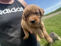 Lucy , a female Golden Retriever for sale in Thorp, WI – 4 of 4