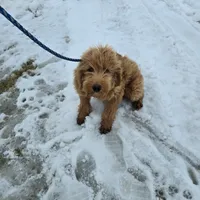Mikey, a male Golden Retriever and Miniature Goldendoodle for sale in Thorp, WI – Photo 6 of 7