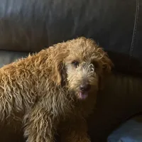 Mikey, a male Golden Retriever and Miniature Goldendoodle for sale in Thorp, WI – Photo 1 of 7