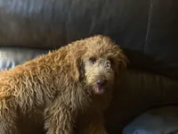 Mikey, a male Golden Retriever and Miniature Goldendoodle for sale in Thorp, WI – Photo 1 of 7