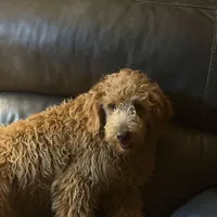 Mikey, a male Golden Retriever and Miniature Goldendoodle for sale in Thorp, WI – Photo 4 of 7