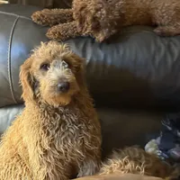 Mikey, a male Golden Retriever and Miniature Goldendoodle for sale in Thorp, WI – Photo 5 of 7