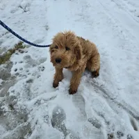 Mikey, a male Golden Retriever and Miniature Goldendoodle for sale in Thorp, WI – Photo 3 of 7
