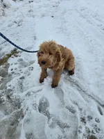 Mikey, a male Golden Retriever and Miniature Goldendoodle for sale in Thorp, WI – Photo 3 of 7