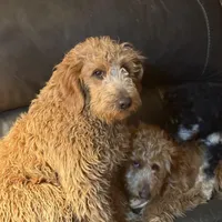Mikey, a male Golden Retriever and Miniature Goldendoodle for sale in Thorp, WI – Photo 7 of 7