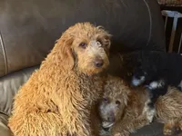 Mikey, a male Golden Retriever and Miniature Goldendoodle for sale in Thorp, WI – Photo 7 of 7