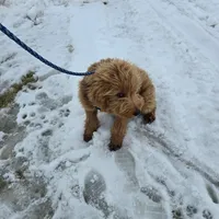 Mikey, a male Golden Retriever and Miniature Goldendoodle for sale in Thorp, WI – Photo 2 of 7