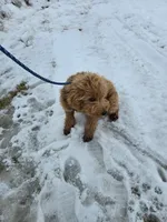 Mikey, a male Golden Retriever and Miniature Goldendoodle for sale in Thorp, WI – Photo 2 of 7