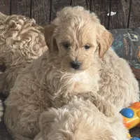 Sammy, a female English Cream Golden Retriever and Miniature Goldendoodle for sale in Thorp, WI – Photo 3 of 4