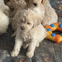Sammy, a female English Cream Golden Retriever and Miniature Goldendoodle for sale in Thorp, WI – Photo 4 of 4