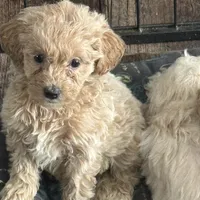 Sammy, a female English Cream Golden Retriever and Miniature Goldendoodle for sale in Thorp, WI – Photo 2 of 4