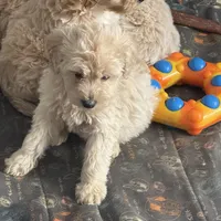 Sammy, a female English Cream Golden Retriever and Miniature Goldendoodle for sale in Thorp, WI – Photo 1 of 4