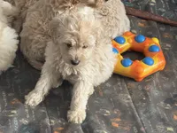 processed/9a38b176-bc4f-4abd-acef-49e834163961/listing/ba18fec9-af63-477f-861e-a1a5c3eb5e11/ad24334c-ec8c-40ad-a76b-271311186082