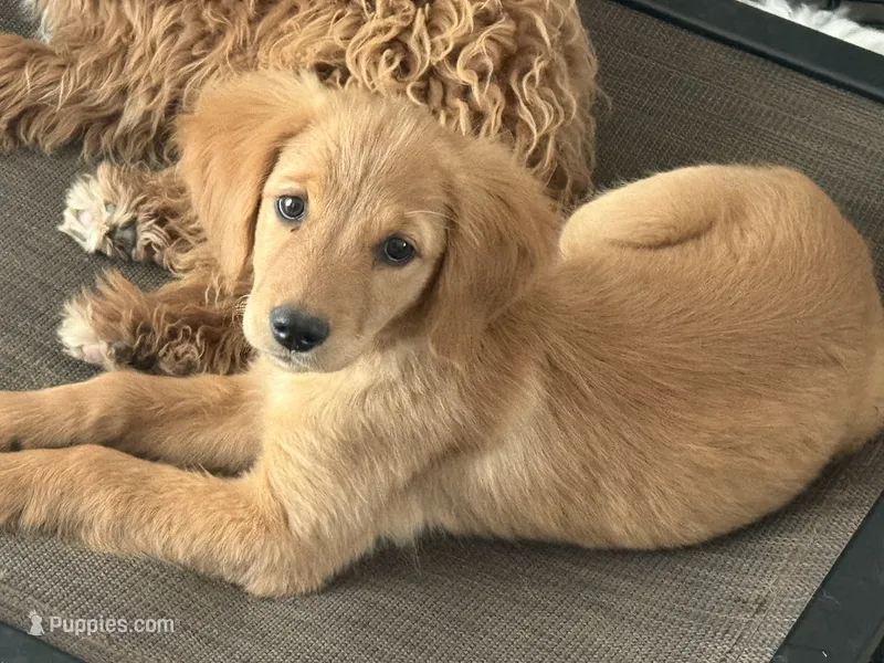 Lucy  – Golden Retriever puppy for sale in Thorp, WI