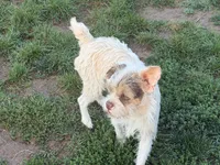 Willy, a male Miniature Goldendoodle for sale in Thorp, WI – 2 of 2