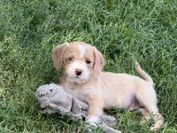 Abe , a male Miniature Goldendoodle for sale in Thorp, WI – 4 of 4