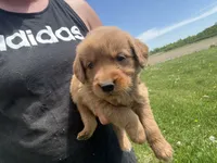 Lucy , a female Golden Retriever for sale in Thorp, WI – 1 of 4