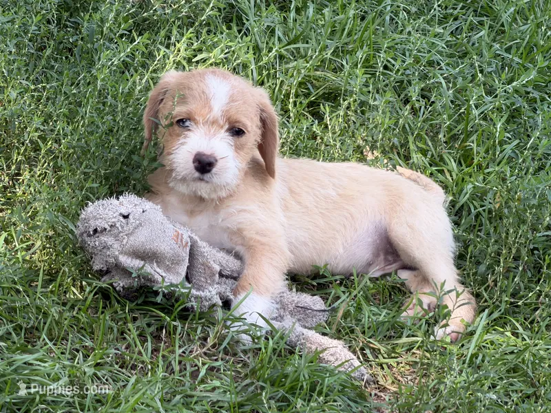 Abe  – Miniature Goldendoodle puppy for sale in Thorp, WI