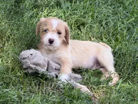 Abe , a male Miniature Goldendoodle for sale in Thorp, WI – 1 of 4