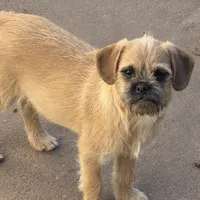 Earl, a male French Bulldog and Pug for sale in Thorp, WI – Photo 3 of 3