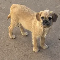 Earl, a male French Bulldog and Pug for sale in Thorp, WI – Photo 1 of 3