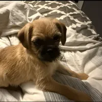 Earl, a male French Bulldog and Pug for sale in Thorp, WI – Photo 2 of 3