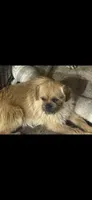 Earl, a male French Bulldog and Pug for sale in Thorp, WI – 2 of 2