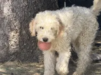 Tanner, a male English Cream Golden Retriever and Miniature Goldendoodle for sale in Thorp, WI – 5 of 5