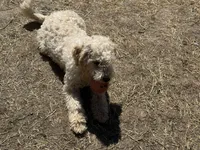 Tanner, a male English Cream Golden Retriever and Miniature Goldendoodle for sale in Thorp, WI – 4 of 5