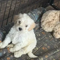 Tanner, a male English Cream Golden Retriever and Miniature Goldendoodle for sale in Thorp, WI – Photo 1 of 3