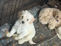 processed/9a38b176-bc4f-4abd-acef-49e834163961/listing/db5b43ff-0841-4f03-bad6-38b4b7ff99bb/711a0e22-0c33-4e48-a643-71e834b1291f