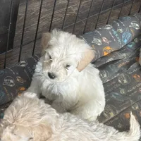 Tanner, a male English Cream Golden Retriever and Miniature Goldendoodle for sale in Thorp, WI – Photo 3 of 3