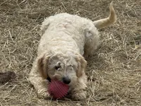 Tanner, a male English Cream Golden Retriever and Miniature Goldendoodle for sale in Thorp, WI – Photo 1 of 6