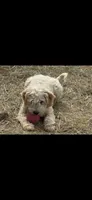 Tanner, a male English Cream Golden Retriever and Miniature Goldendoodle for sale in Thorp, WI – Photo 5 of 6