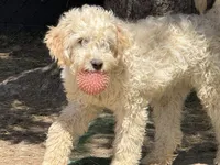 Tanner, a male English Cream Golden Retriever and Miniature Goldendoodle for sale in Thorp, WI – 1 of 5