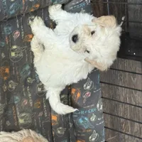 Tanner, a male English Cream Golden Retriever and Miniature Goldendoodle for sale in Thorp, WI – Photo 2 of 3