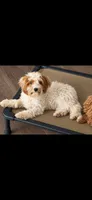Piper , a female Cavapoo for sale in Thorp, WI – 2 of 2