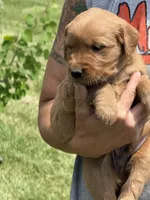 Lenny, a male Golden Retriever for sale in Thorp, WI – 2 of 2