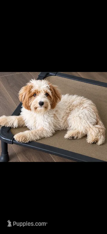 Piper  – Cavapoo puppy for sale in Thorp, WI