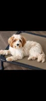 Piper , a female Cavapoo for sale in Thorp, WI – 1 of 2