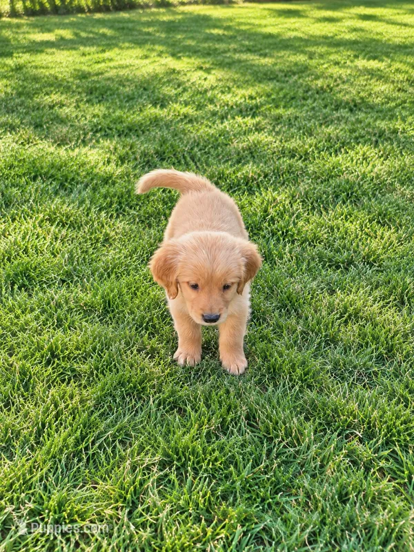 Lilo  – Golden Retriever puppy for sale in Thorp, WI