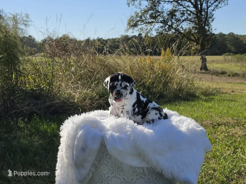 Elvira  – Great Dane puppy for sale in Mc Call Creek, MS