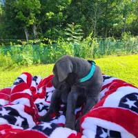 Nova, a female Great Dane for sale in Mc Call Creek, MS – 5 of 8
