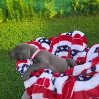 Sig, a female Great Dane for sale in Mc Call Creek, MS – 3 of 10