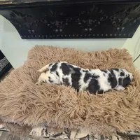 Elvira , a female Great Dane for sale in Mc Call Creek, MS – 8 of 10
