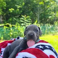 Nova, a female Great Dane for sale in Mc Call Creek, MS – 2 of 8
