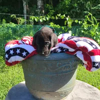 Barrett , a male Great Dane for sale in Mc Call Creek, MS – 4 of 10