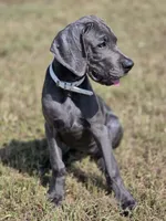 Remi, a female Great Dane for sale in Mc Call Creek, MS – 3 of 10
